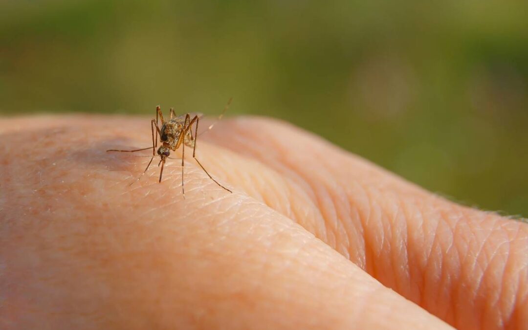 Veja nossas dicas para combater a Dengue!