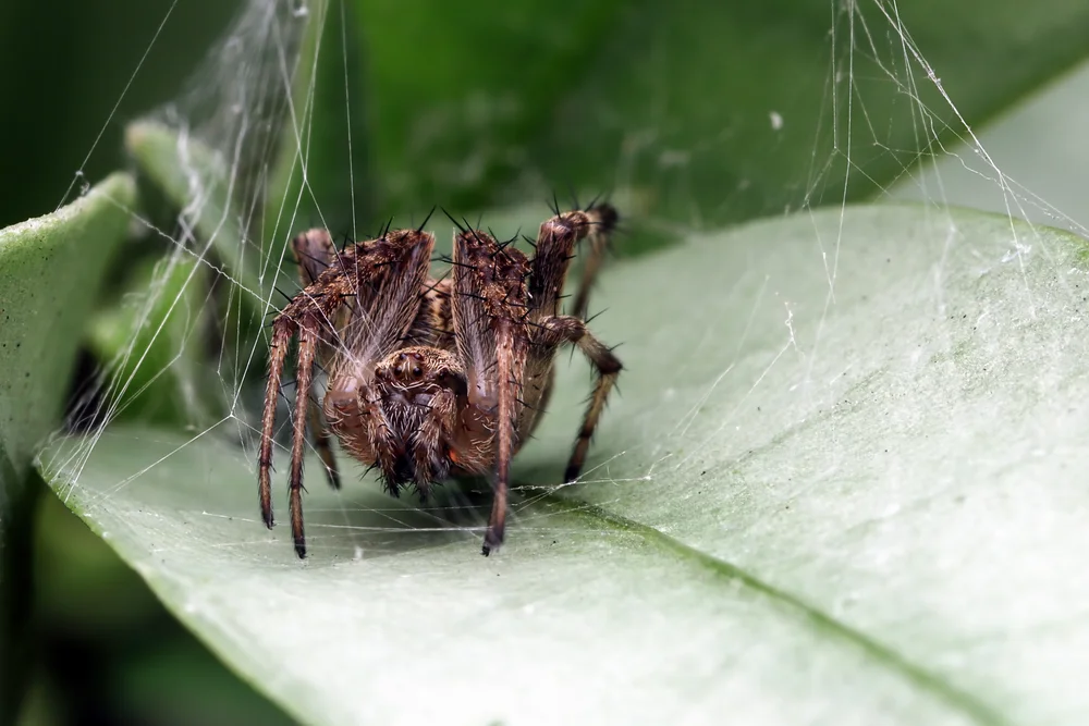 Consumidor diz ter encontrado larva e ‘teia de aranha’ em barra de cereal