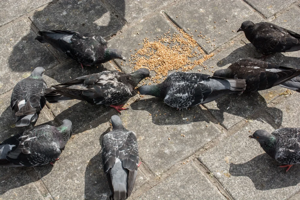 Pombo invade quarto de hospital e pousa em cima do soro de paciente