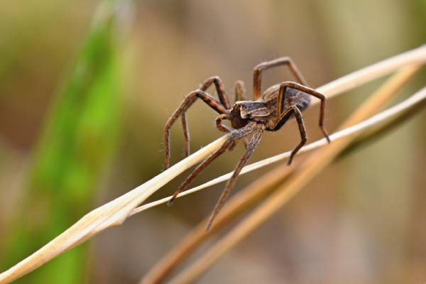 Aranhas gigantes assustam moradores no Texas