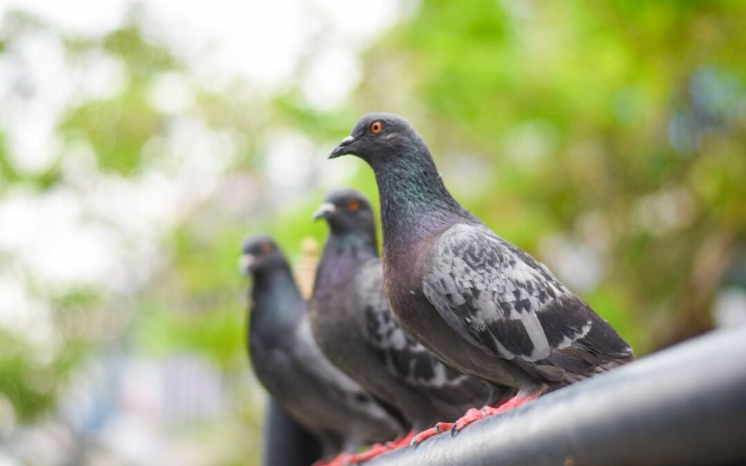 Pombo invade quarto de hospital e pousa em cima do soro de paciente