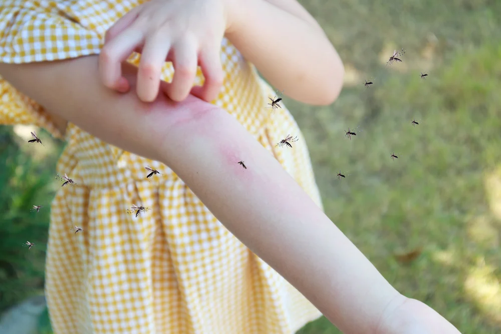 Nuvem de mosquitos invadem casas no Recreio dos Bandeirantes