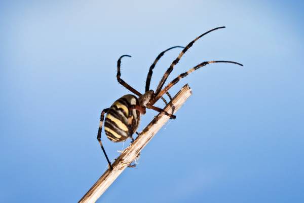Chuva de aranhas chama a atenção em Santo Antônio da Platina-PR