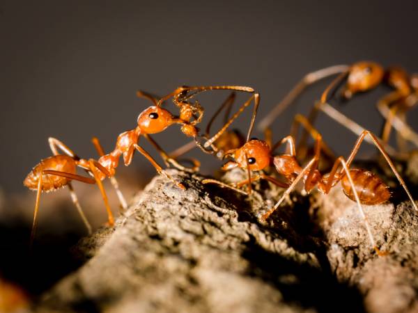Por quê as formigas ficam se tocando umas as outras ?