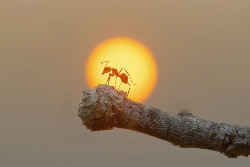 Fauna Doméstica