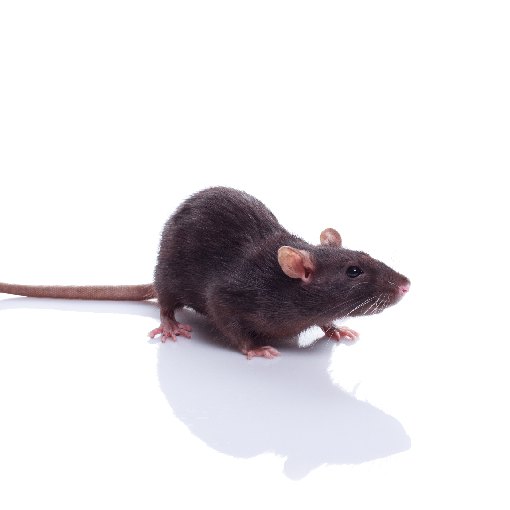 Ratos gigantes assustam moradores