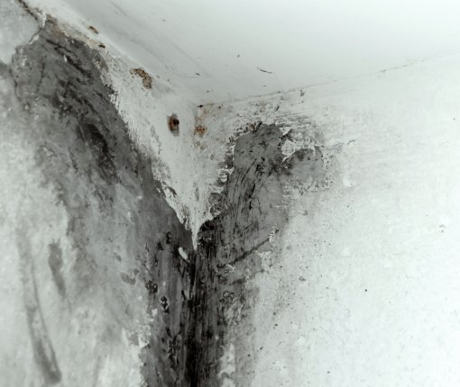 Mofo em paredes pode causar doenças; veja como evitar problema