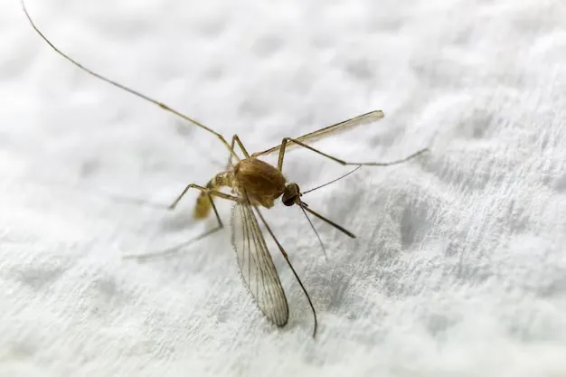Controle de Mosquitos RJ