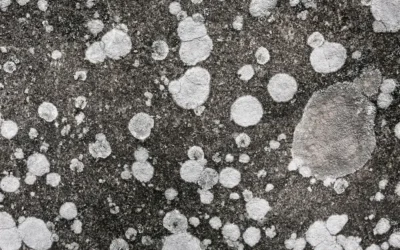 Serviço antimofo em hotéis: como proteger quartos, áreas comuns e ambientes contra mofo e umidade
