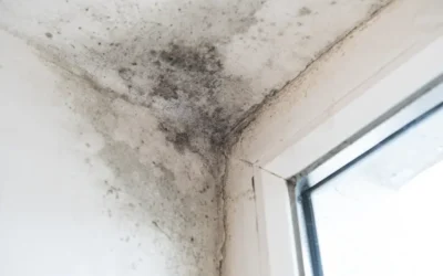 Serviço antimofo em Ipanema: tratamento profissional para casas, apartamentos e empresas